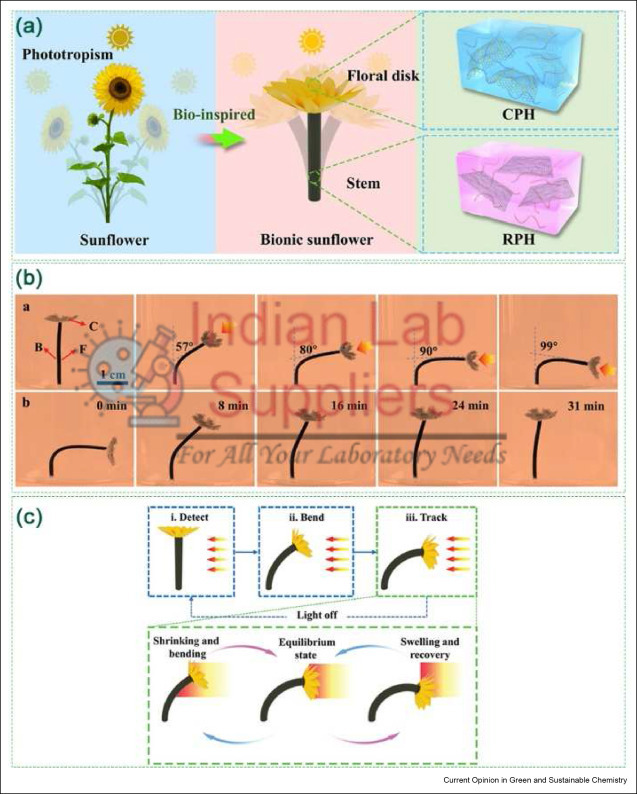 Phototropism Chart
